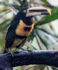 Aracari in the Cloud Forest has a huge bill. Art Print
